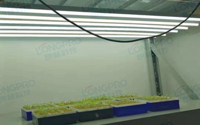 UV紫外線照射實驗：植物如何應對自然環境中的紫外線威脅？